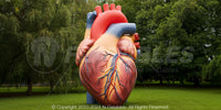 Inflatable Heart Display