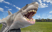 Inflatable Great White Shark Photo Op